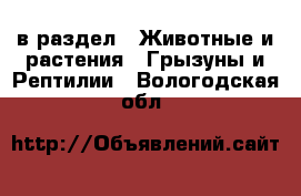  в раздел : Животные и растения » Грызуны и Рептилии . Вологодская обл.